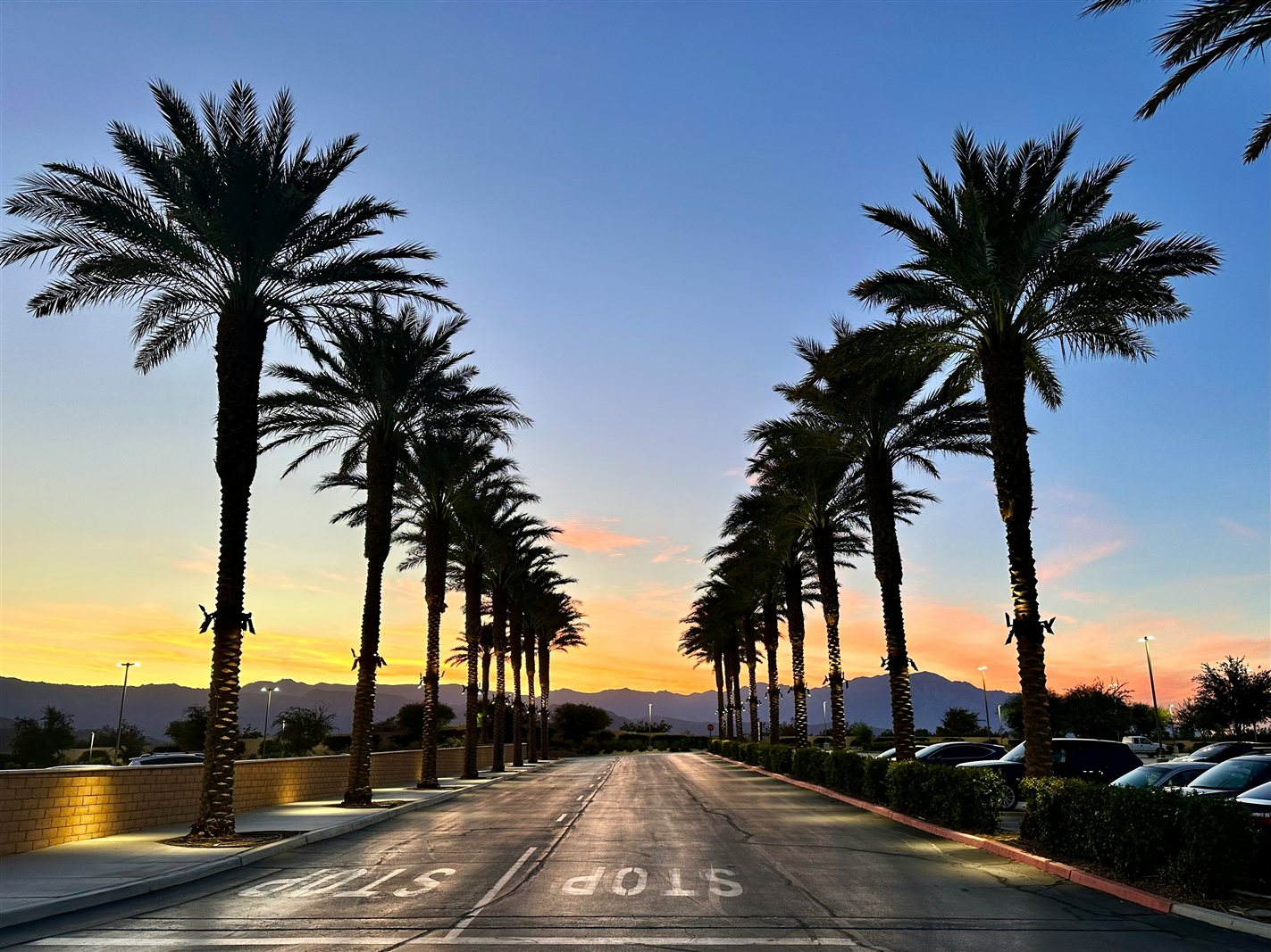 Palm tree-lined boulevard at sunset, Indian Wells, California